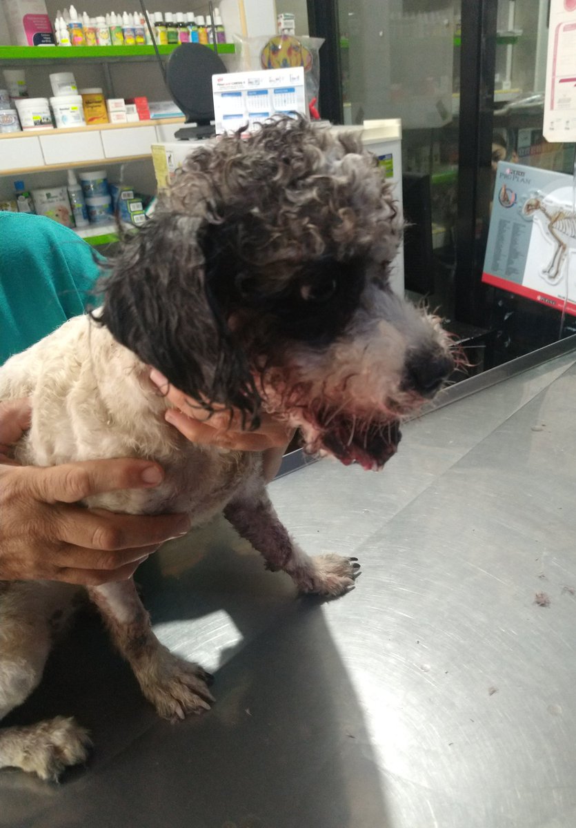 diana_dfc's tweet photo. Amigos otra mala noticia sta semana😫un pitbull ataco a Mu cuando la sacaron a pasear, se quedó hospitalizada, necesita cirugía para reconstruir la mandíbula, necesitamos todo su apoyo, tenemos cositas a la venta🙏🐕 @perrososmx @MascotasSismo @acano52 @iztalccihuatl @PaolaFrida https://t.co/XPrzaejHTN