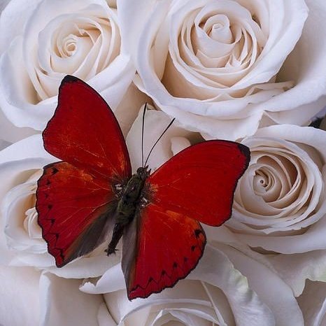 Sidharth Malhotra as a butterfly a thread: