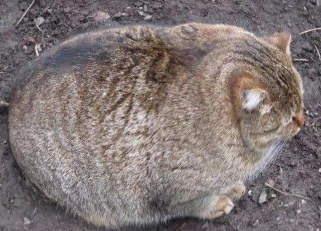 MDavis38710832's tweet photo. @PammyJC @Colbywinters #WTFcouldAlsoStandFor 
Where's
The
Food https://t.co/RKX0sgD3lZ