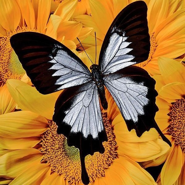 Sidharth Malhotra as a butterfly a thread: