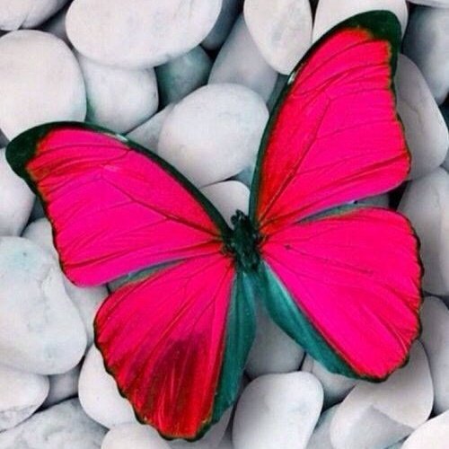 Sidharth Malhotra as a butterfly a thread: