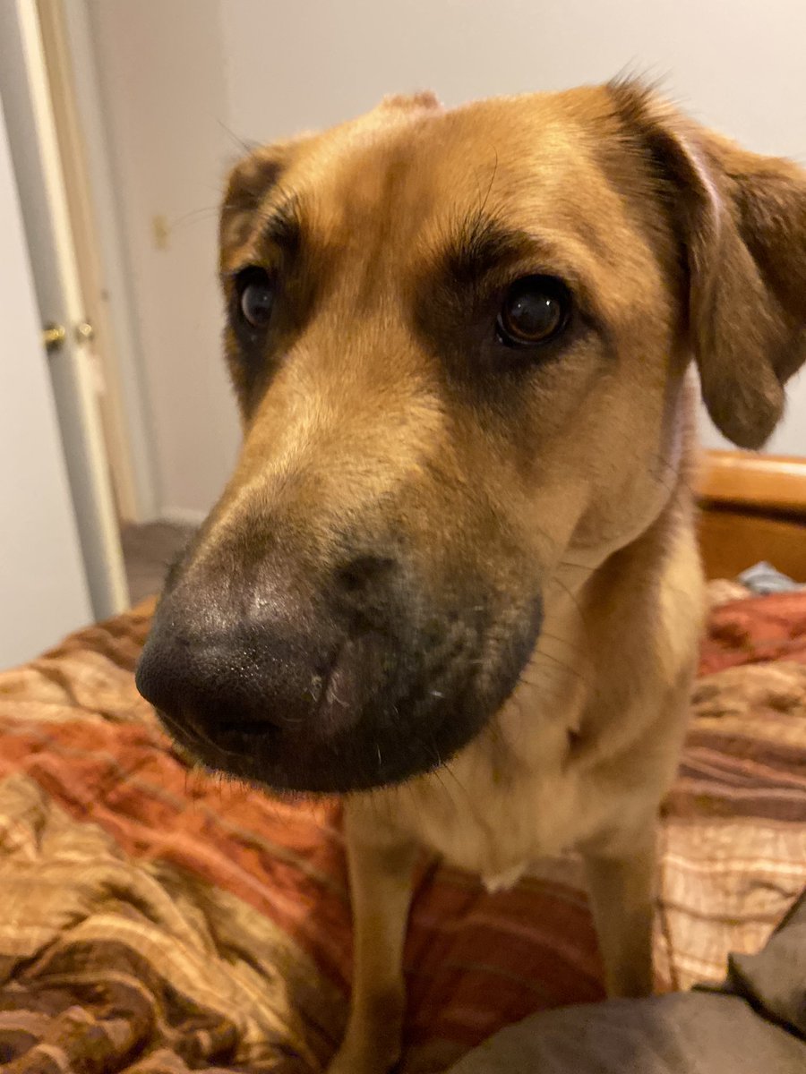 CGranny420's tweet image. Greta is absolutely my favorite child. My daughter realizing that I was serious when I said that was quite the moment! Thought her eyes were gonna pop outta her head! #DogsAreBetterThanKids #NoBackTalk 😂😳