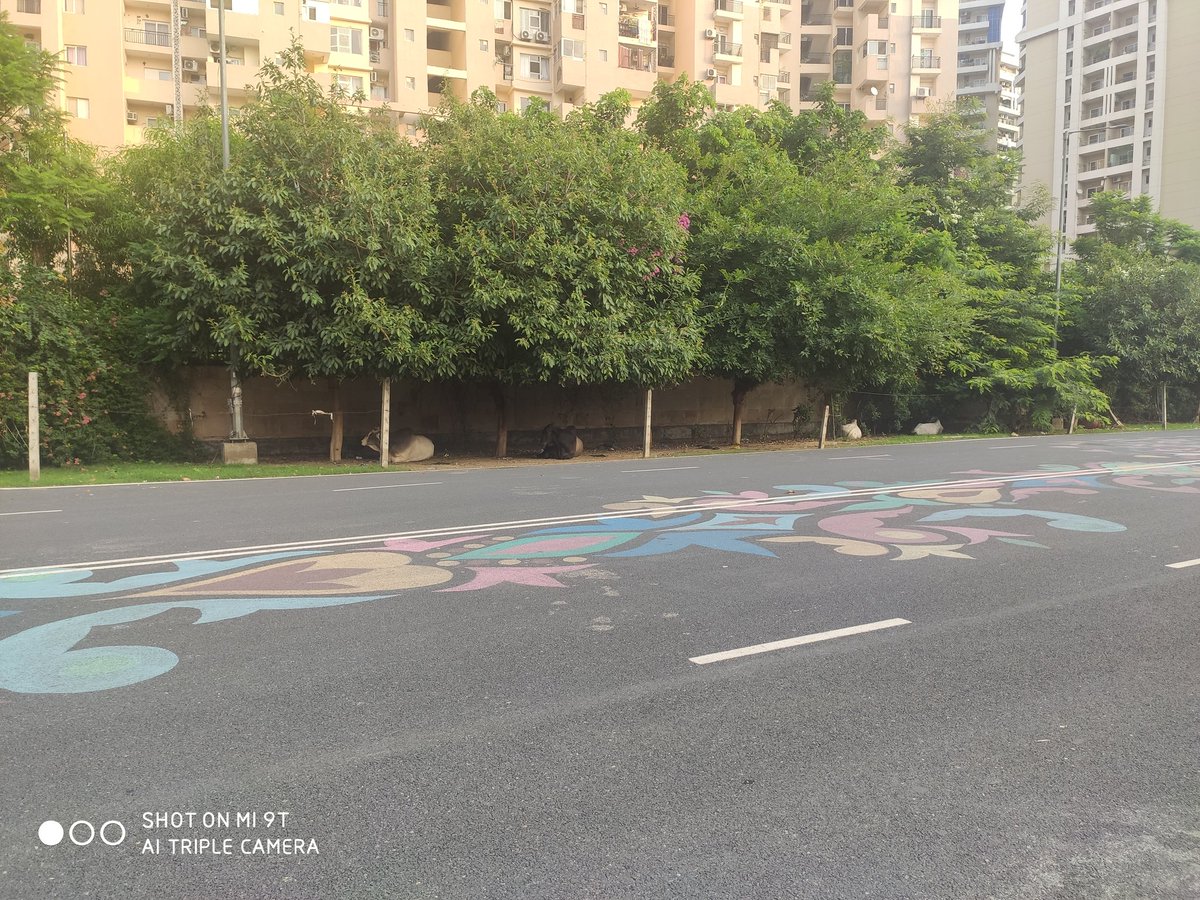 Stray cows destrying green aread in sector 137, please do the needful