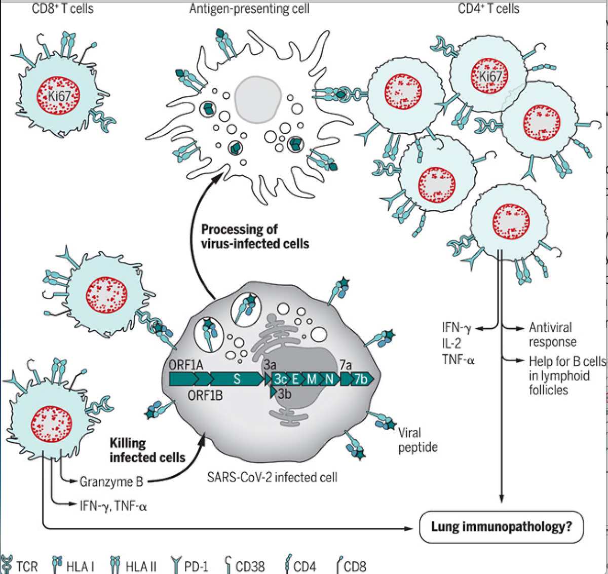 mmw_lmw's tweet photo. #SARSCoV2 #T_cell_immunity | Specificity, function, durability, and role in protection | Daniel Altmann @imperialcollege @SciImmunology https://t.co/K6PGfZYNXv https://t.co/nRAEKFDtYp