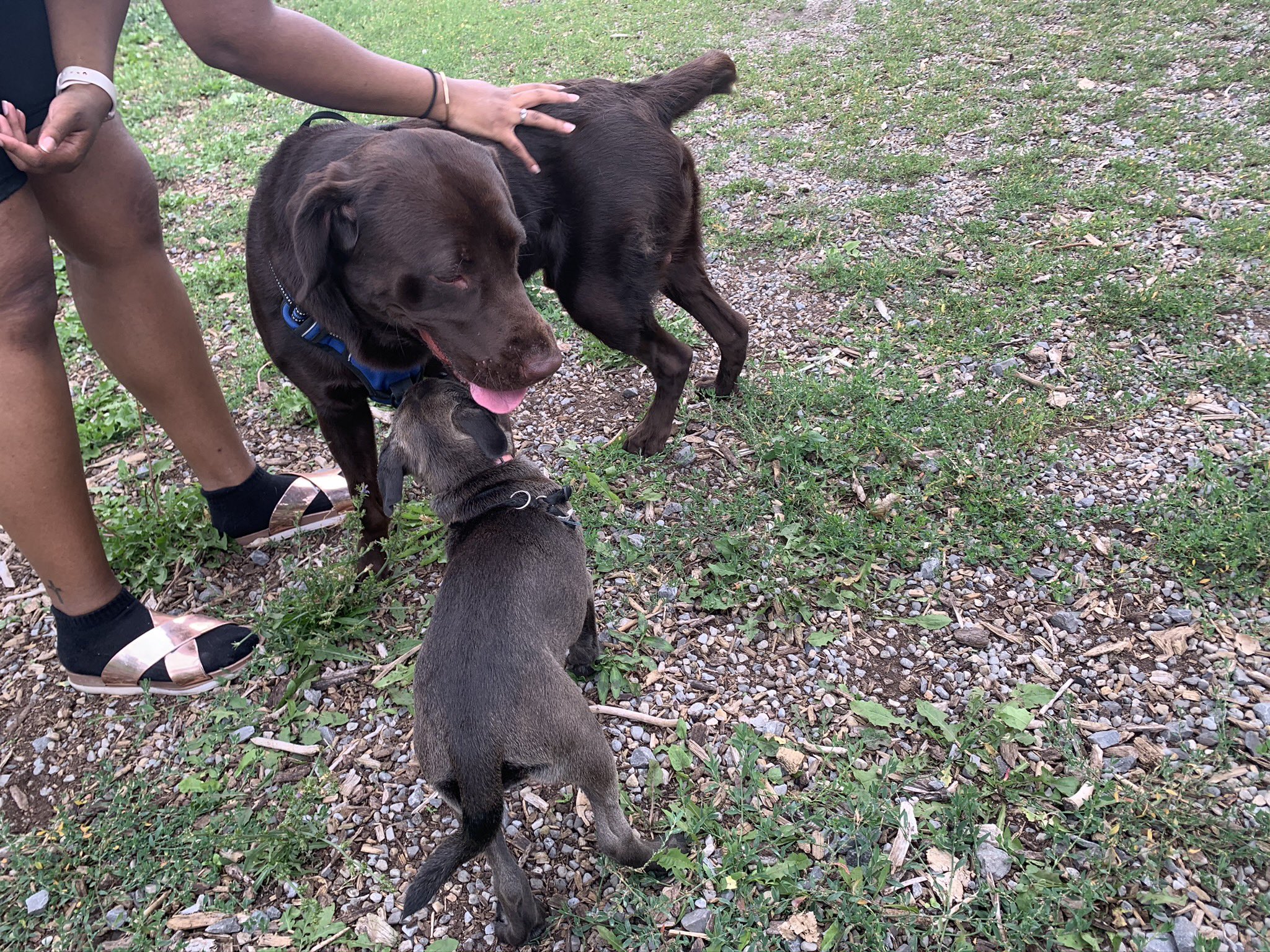 TW Pornstars - 4 pic. 🖤 ️4% On ONLYFANS ️🖤. Twitter. Had a cute doggy