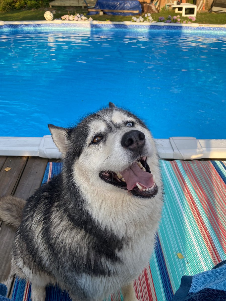 PhotosbyDylan1's tweet photo. Gotta make sure your fur babies stay cool in this heat! https://t.co/sd2SLN4R3p