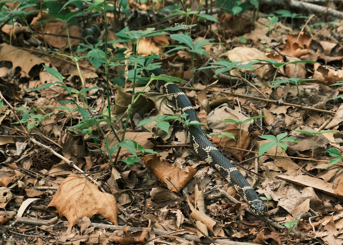 williemoeday's tweet photo. The king snake is quickly becoming my favorite snake. The other is a red bellied watersnake. #DismalSwampStatePark #wildlifephotography #fuji #fujifilm #xt3 @AlongsideWild https://t.co/49RgcMrc5m