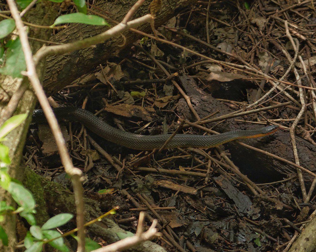 williemoeday's tweet photo. The king snake is quickly becoming my favorite snake. The other is a red bellied watersnake. #DismalSwampStatePark #wildlifephotography #fuji #fujifilm #xt3 @AlongsideWild https://t.co/49RgcMrc5m