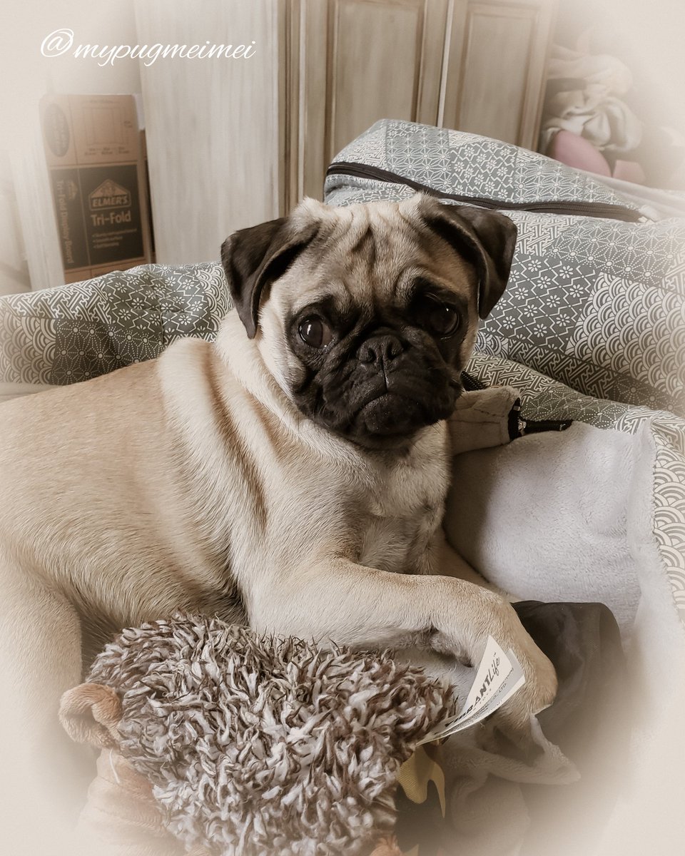 Don't judge me for the things I did a few seconds ago🙊🙈🙉🤦🏻‍♀️🤷🏻‍♀️🤣😂 much love mei mei💜xoxo Do you consider yourself an optimist, a pessimist, or a realist?🤔 #pugs #pugsofinstagram #dogsoftwitter #Dog #DogsofTwittter #cute #instagood #instagram #instadaily #Sunday #photoshoot
