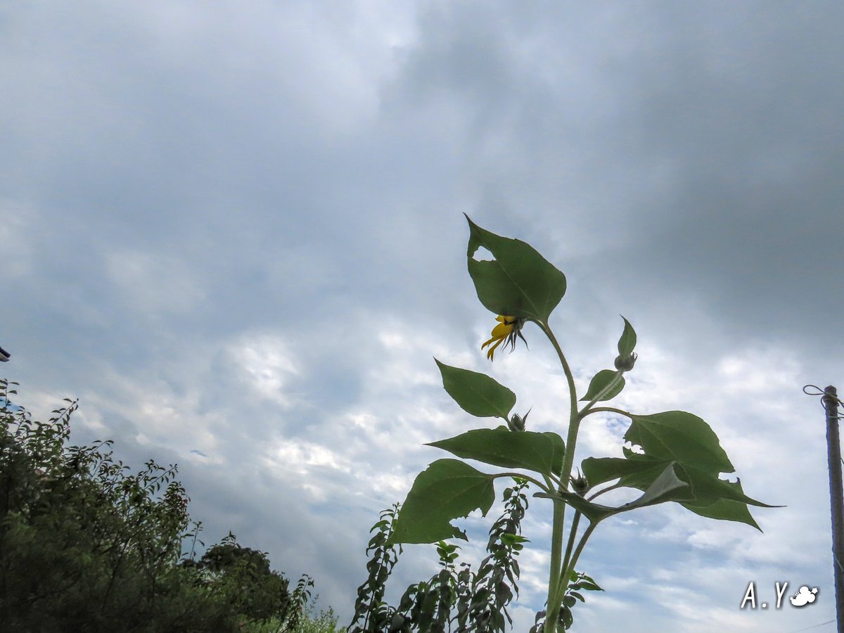 yumeasutw's tweet photo. 雲間から僅かに青空が覗く♨️蒸し暑い月曜日の朝🌥️
只今の気温🌡️26℃
本日の最高気温🌡️29℃
曇り時々雨☁️/☔
お昼前後は南西の風が吹き、午後は雨が降りやすい予報です。
#ピエール・ド・ロンサール
#バラ #薔薇 #rose
#ヒマワリ
#ミツバチ
#花 #flower
#イマソラ
#a2020 #a0726 #a202007 #a2020075 https://t.co/Wch8BjaaLa