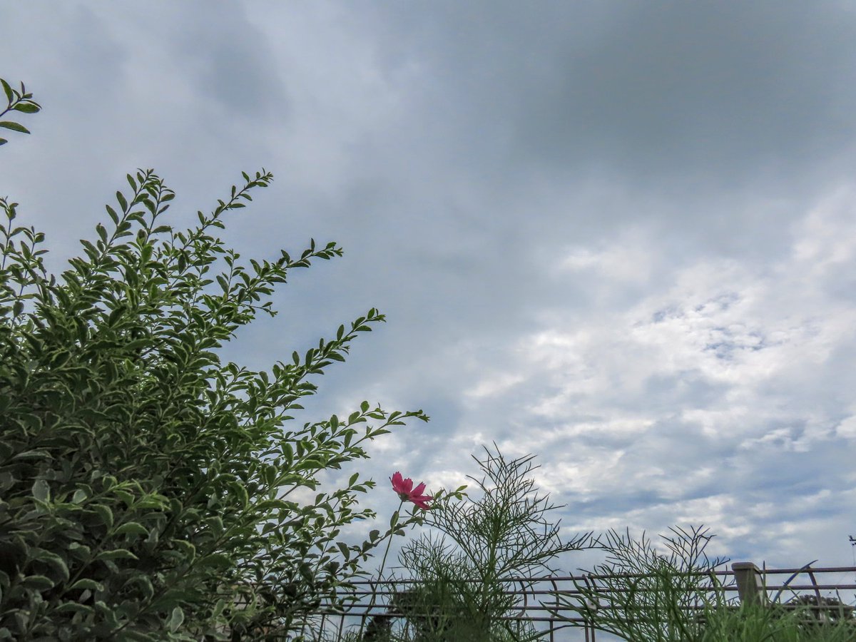 yumeasutw's tweet photo. 雲間から僅かに青空が覗く♨️蒸し暑い月曜日の朝🌥️
只今の気温🌡️26℃
本日の最高気温🌡️29℃
曇り時々雨☁️/☔
お昼前後は南西の風が吹き、午後は雨が降りやすい予報です。
#ピエール・ド・ロンサール
#バラ #薔薇 #rose
#ヒマワリ
#ミツバチ
#花 #flower
#イマソラ
#a2020 #a0726 #a202007 #a2020075 https://t.co/Wch8BjaaLa