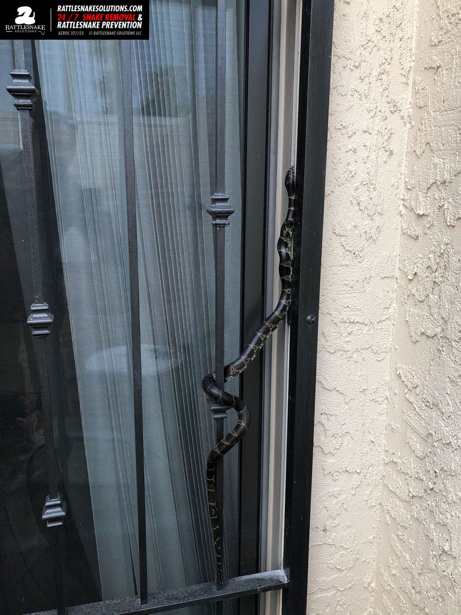 rattlesnakeguy's tweet photo. Derek was called to capture this Desert Kingsnake, showing exactly why finding a Kingsnake in a rattlesnake-fenced yard isn't an indication of a problem. Kingsnakes routinely climb a variety of objects and are quite capable. https://t.co/ehIecquTUw
