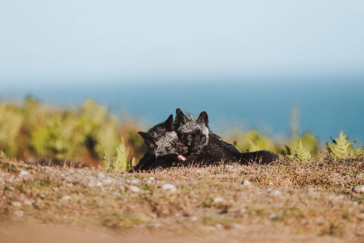 TJofLostTime's tweet photo. "The Black Fox" by Max Nichols || Black foxes are quite rare in the world but due to a genetic anomaly and a narrow gene pool, they are quite common on San Juan Island. || Featuring @canidproject + @visitSJIslands || #TheCanidProject #BlackFoxes #SanJuanIslands https://t.co/cnFn7aK1aX