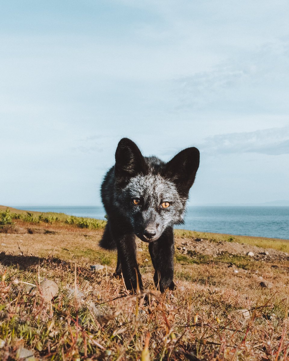 TJofLostTime's tweet photo. "The Black Fox" by Max Nichols || Black foxes are quite rare in the world but due to a genetic anomaly and a narrow gene pool, they are quite common on San Juan Island. || Featuring @canidproject + @visitSJIslands || #TheCanidProject #BlackFoxes #SanJuanIslands https://t.co/cnFn7aK1aX