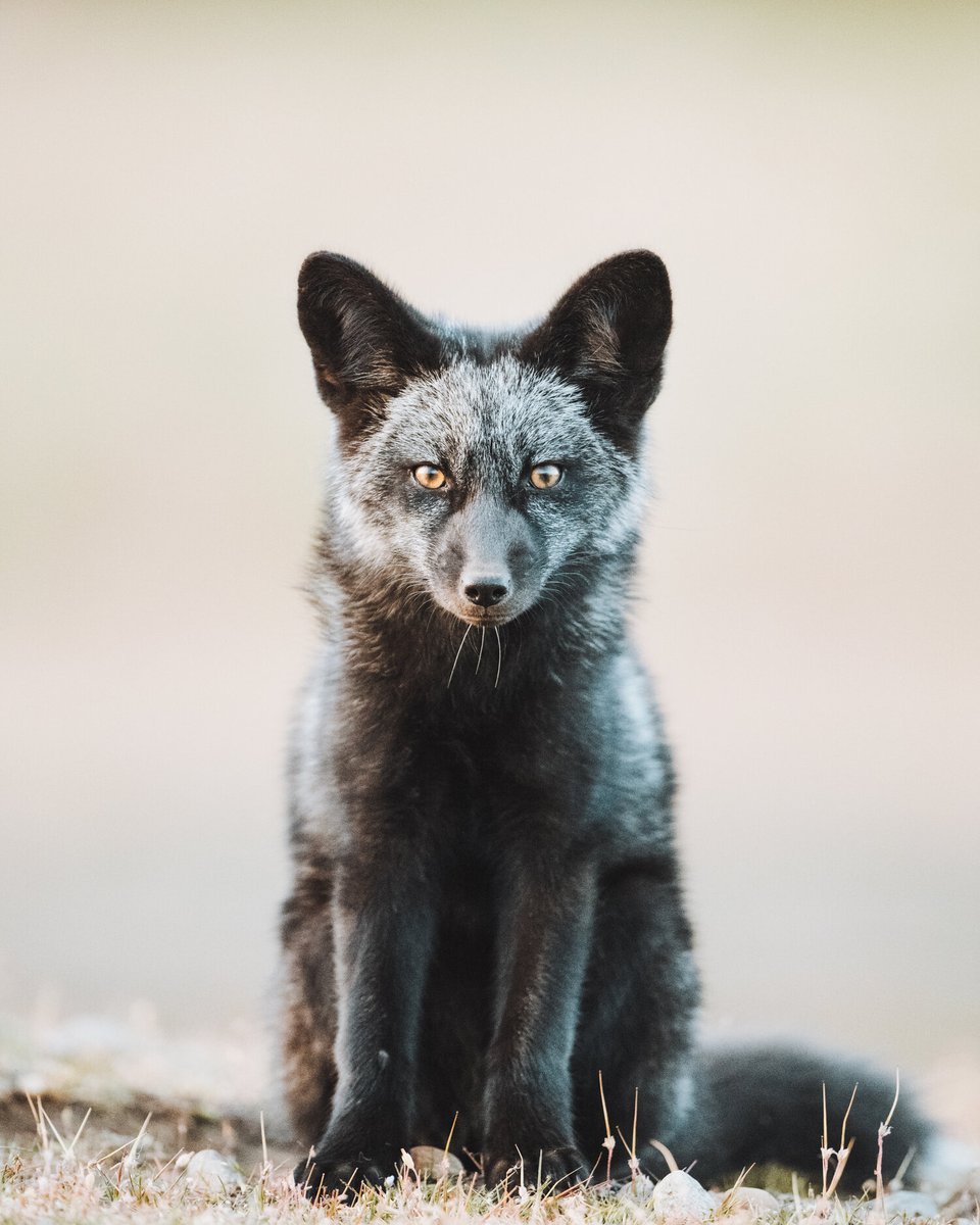 TJofLostTime's tweet photo. "The Black Fox" by Max Nichols || Black foxes are quite rare in the world but due to a genetic anomaly and a narrow gene pool, they are quite common on San Juan Island. || Featuring @canidproject + @visitSJIslands || #TheCanidProject #BlackFoxes #SanJuanIslands https://t.co/cnFn7aK1aX