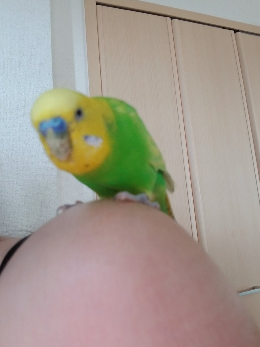 鳴き声 セキセイ インコ の