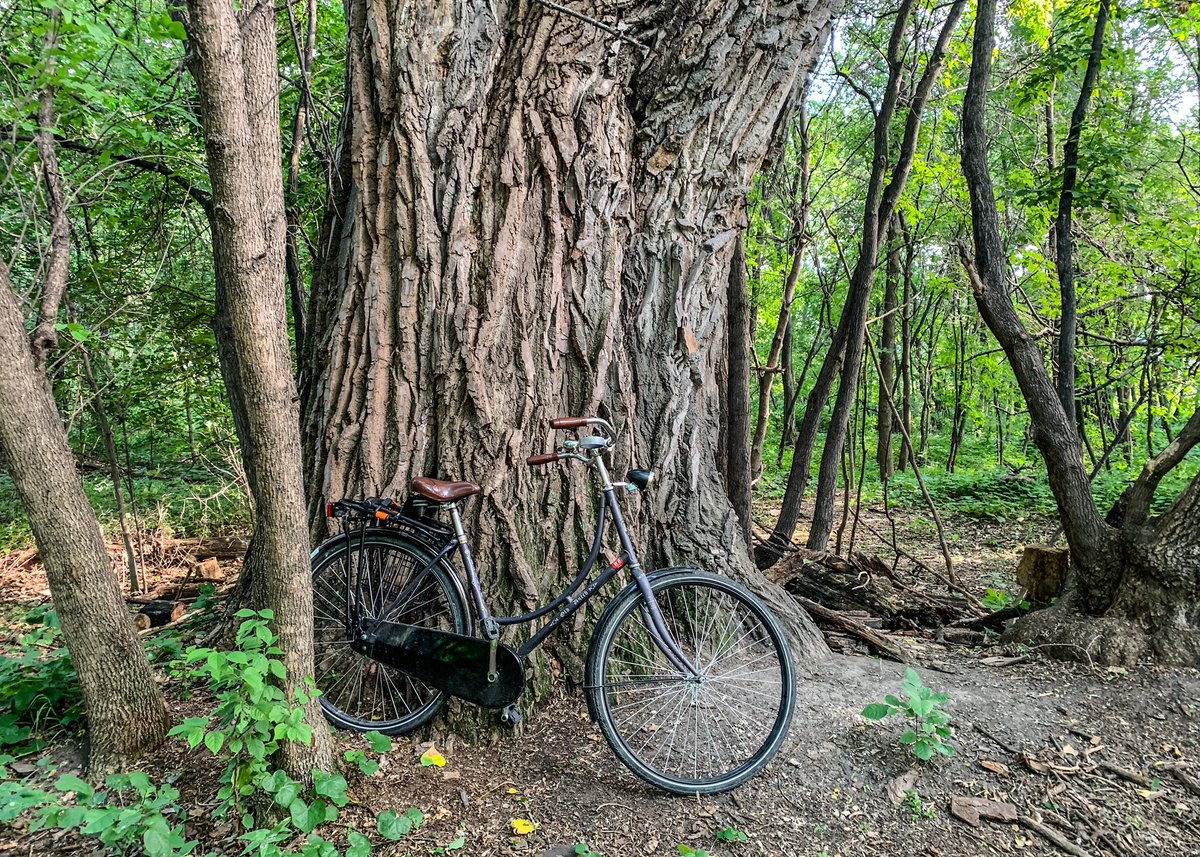 Besides their sheer size the most striking feature of all these trees is the depth of the ridges in their bark - as deep as your hand. They almost don’t seem real.