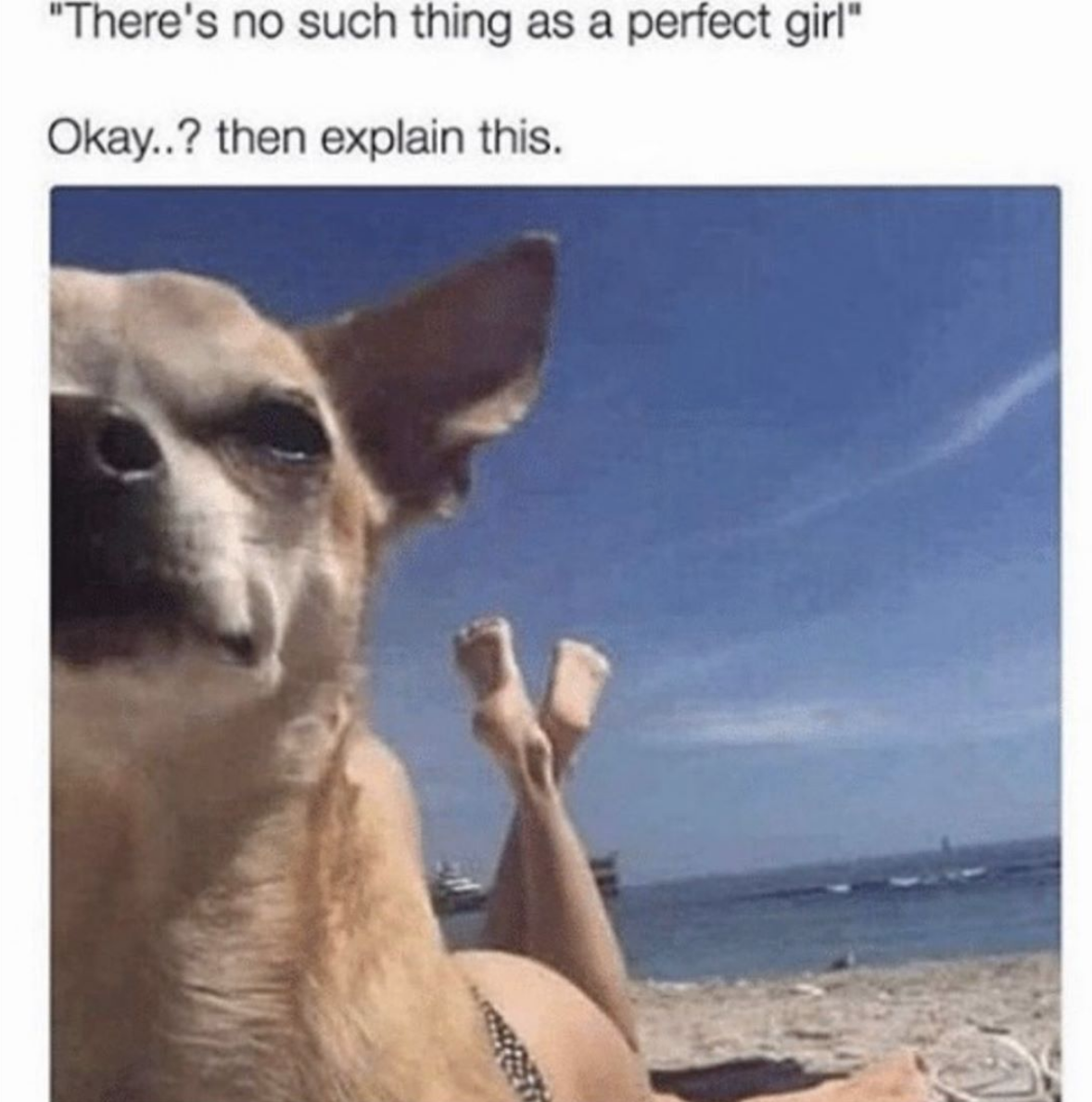 MensHumor's tweet photo. SUCH A GOOD BOY https://t.co/TwpoL69y4b