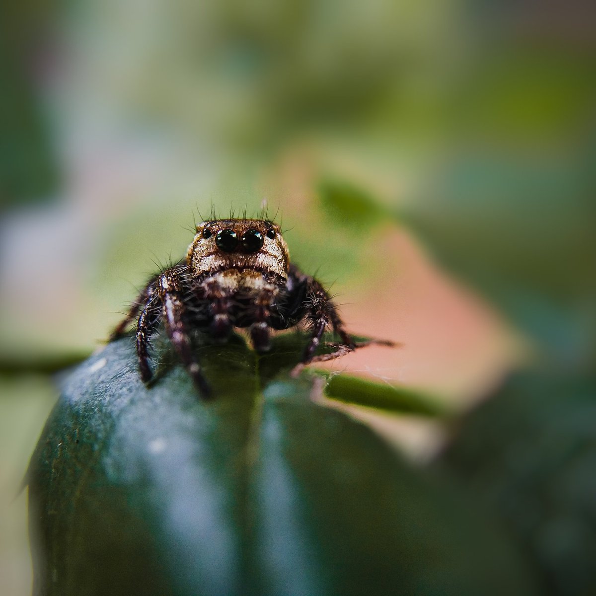 DNAPhotography_'s tweet photo. Spidey sense is tinkling (shot on phone)
#photography #macrophotography #mobilephotography #motorola #motog7power #macro #spider #spiderman https://t.co/cJNtjGyxVN