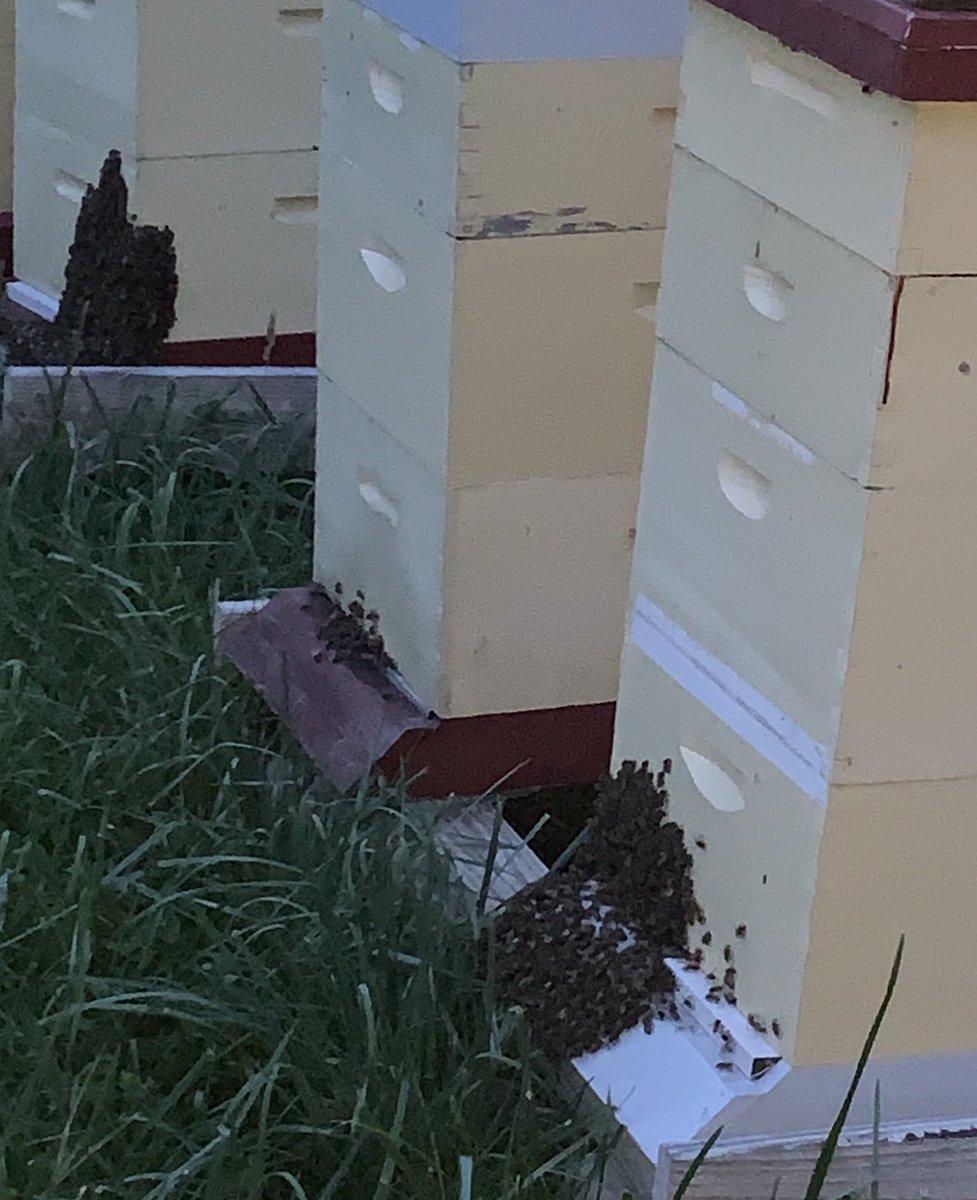 MacWilliams3's tweet photo. When itโs hot ya gotta sleep on the front porch! #honeybees #beebearding #Summer2020 https://t.co/byruKe0gM1 https://t.co/K7pkoaun82