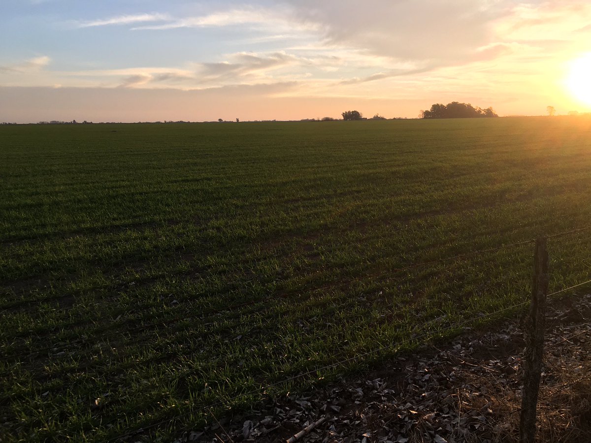 BumperCrop1's tweet photo. Recorrida de hoy por lotes de trigo en Rojas.
Lotes de ciclo intermedio, de siembras de 1ª quincena de Junio, en macollaje.
A pesar de no haber recibido precipitaciones en ningún momento del ciclo, no se observan signos de deficiencia hídrica.
Lotes de ciclo corto en V2. https://t.co/mSl3tOPsF6