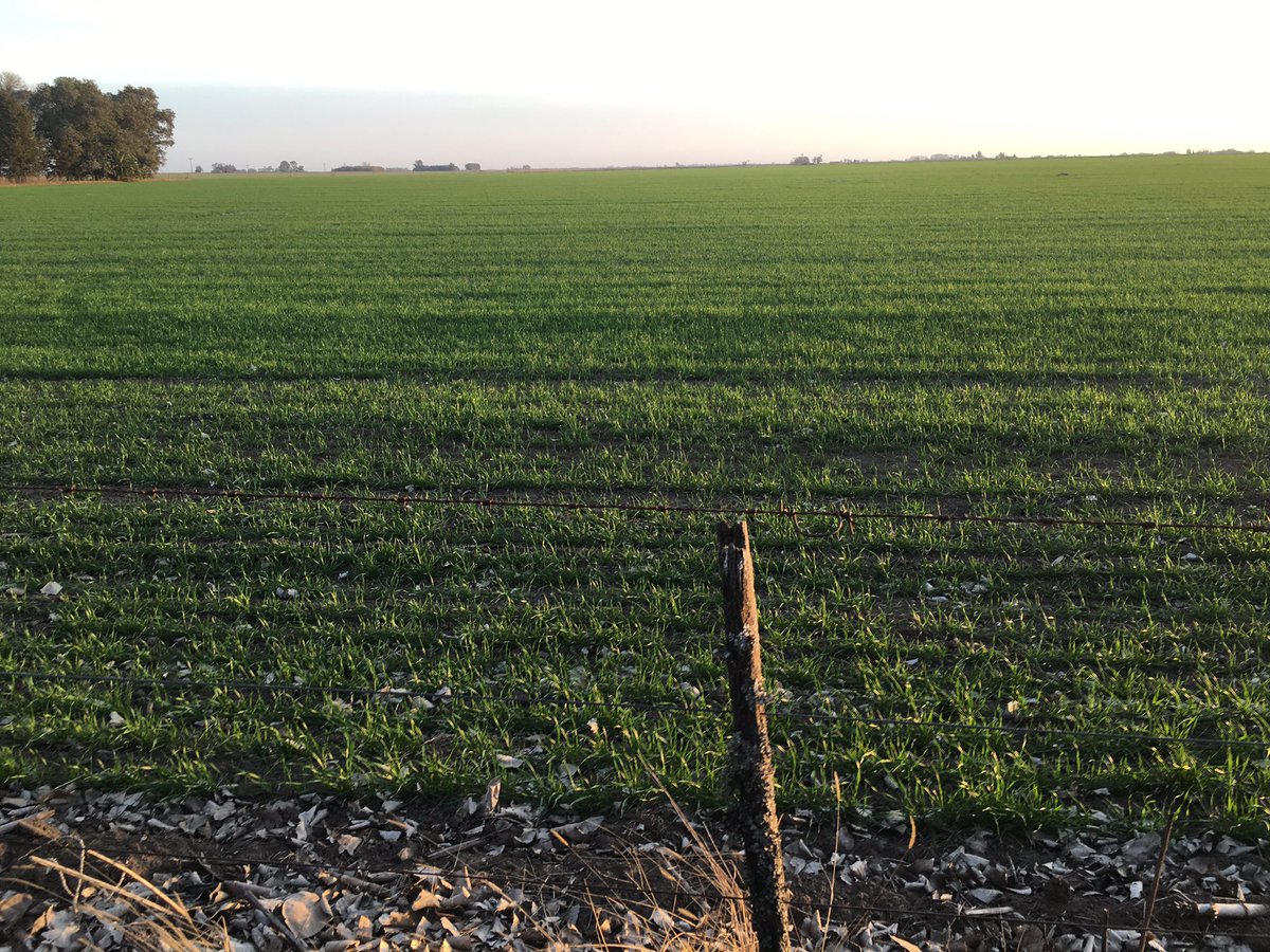 BumperCrop1's tweet photo. Recorrida de hoy por lotes de trigo en Rojas.
Lotes de ciclo intermedio, de siembras de 1ª quincena de Junio, en macollaje.
A pesar de no haber recibido precipitaciones en ningún momento del ciclo, no se observan signos de deficiencia hídrica.
Lotes de ciclo corto en V2. https://t.co/mSl3tOPsF6