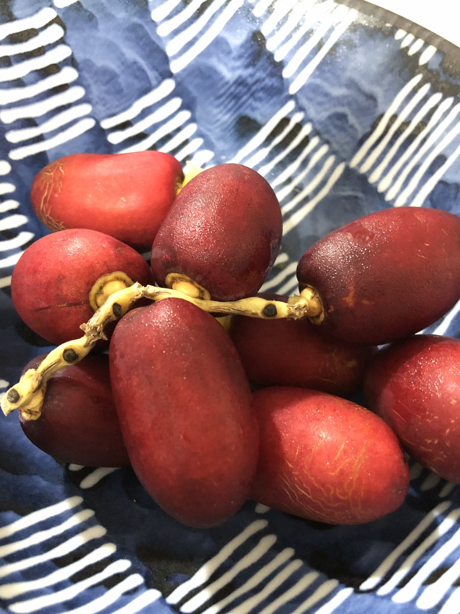 ujjwalabaxi's tweet photo. Have you tried raw dates this season? They're packed with potassium, B6, niacin,fiber & small amount of iron. Apart from being imported from Middle East, now are cultivated in some arid parts of Rajasthan,Tamil Nadu &Gujarat #dates #rawdates #fruits #vegan #veganfood #nutrition https://t.co/6xTnJn2s60