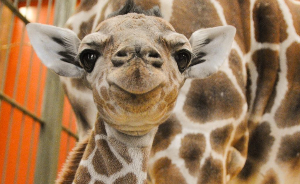 Here's a picture of a baby giraffe so you can end your weekend on something cutez. Dream big, stay kind, I love you. Goodnight, Twitter.