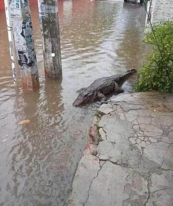 sharly27's tweet photo. Aquien se le salio su suegra?? #HuracanHanna #MonterreyNL #Escobedo #QuedateEnCasa https://t.co/9CEazhze5v