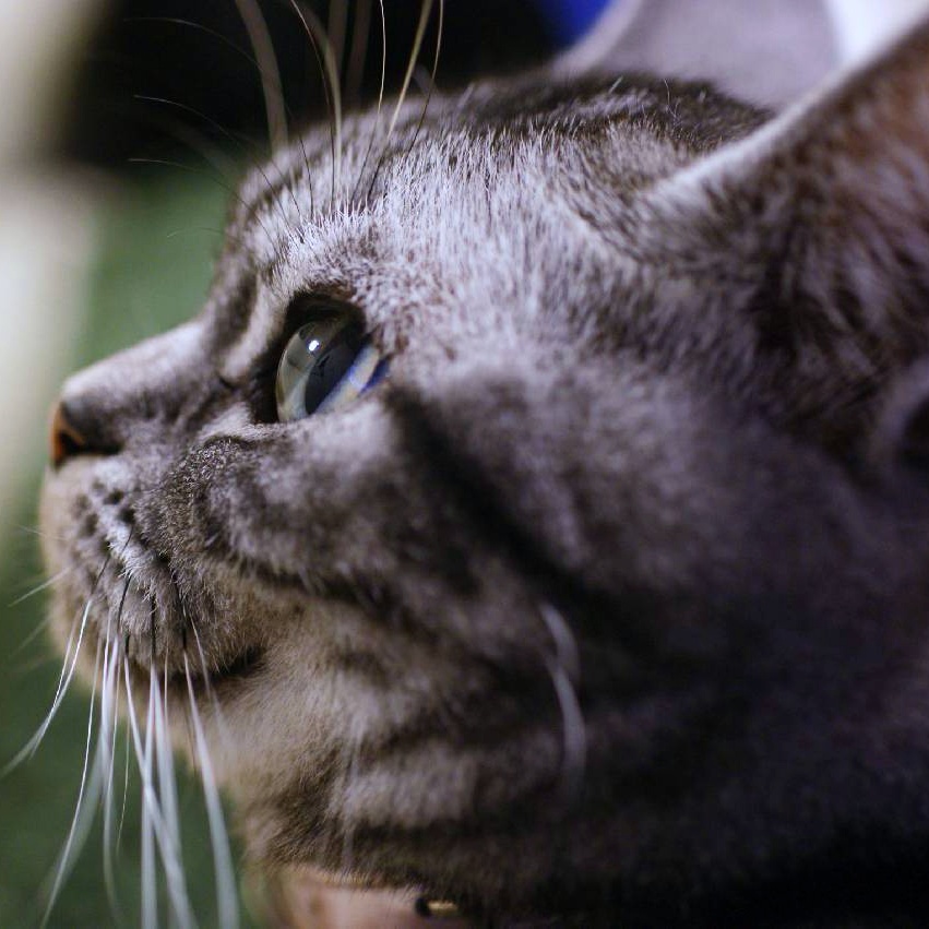 Aixia にゃんちゅーぶ 今日は ご主人を見つめる猫ちゃんをご紹介 宝石のような目が綺麗すぎます 撮っているのはママ 写真 ミロさんちの ミロちゃん パパを見つめる横顔が可愛いです 猫好きさんと繋がりたい サバトラ 猫の横顔 キラキラ目の