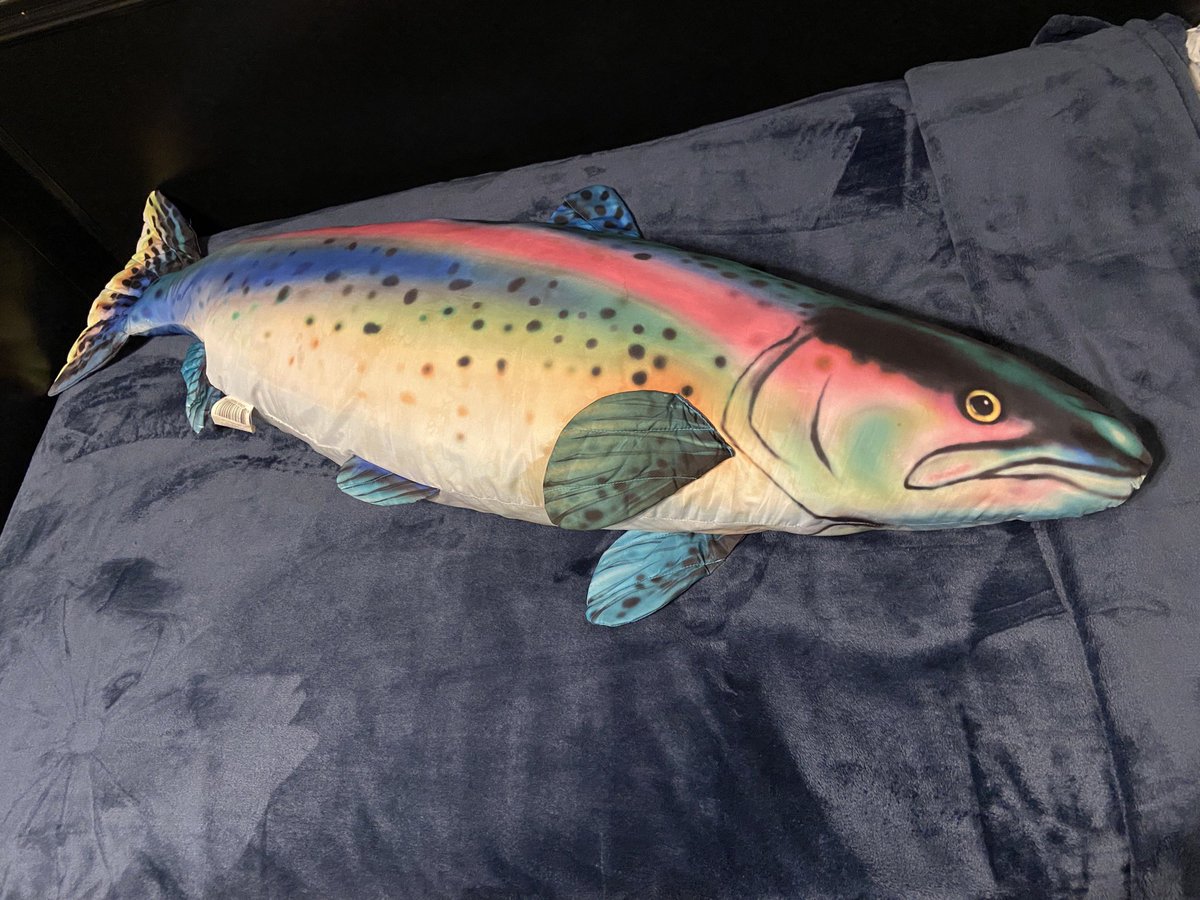 quell_baum's tweet photo. my ma says i have to take the four foot long fish pillow to college. her name is salmonella https://t.co/YYe06bCSUD