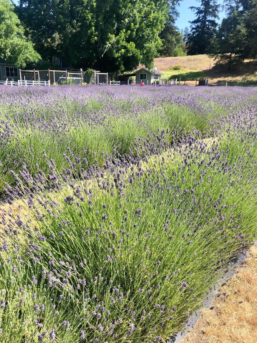 mattanthem87's tweet photo. From last weekend when I frolicked through lavender fields and sipped wine by a river with my wife, and my mother. @redlilyvineyard #Wine #LavenderFields #Summer #MaskAtTheReady https://t.co/vU9pnwoqof