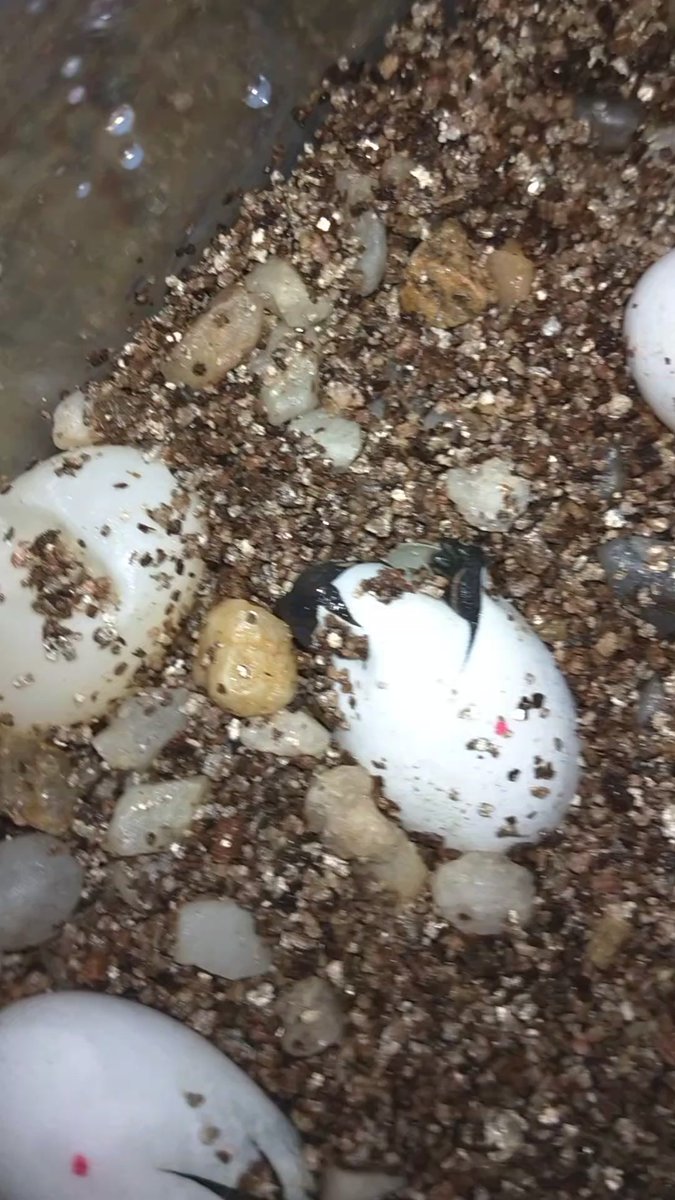 A foot! Going to sleep now so I can check on them early in the morning.