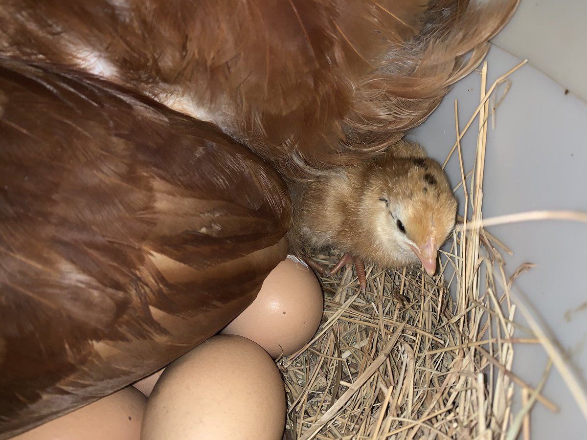 bk2gther's tweet photo. 1st baby chix born on our lil farm today!! hope the other 6 eggs hatch 🐣🐣🐣🐣🐣🐣 https://t.co/kg9Y5NDVuy