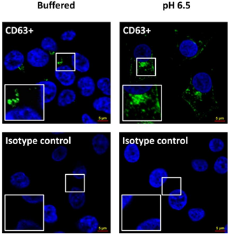 Cancers_MDPI's tweet photo. #Microenvironmental #pH and #Exosome Levels Interplay in #Human #Cancer Cell Lines of Different #Histotypes
by Mariantonia Logozzi, Davide Mizzoni and Stefano Fais
👉https://t.co/1tNIAA08yZ
#acidity
exosomes
microenvironment
@MDPIOpenAccess @Cancers_MDPI https://t.co/XBjcX1PfaF