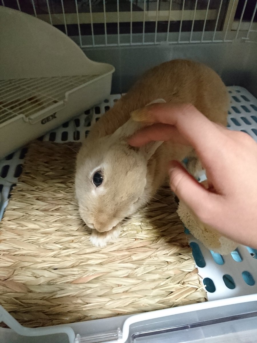 はすー ほんとうさぎ飼ってる人は 首曲がってる って思ったらすぐ病院行ってね 斜頸の進行は驚くほど早いし 治る確率も高くないらしいよ 発症直後 投薬治療1週間 首が90度曲がって立てない 投薬治療2週間 治療後2ヶ月でほぼもとに戻った