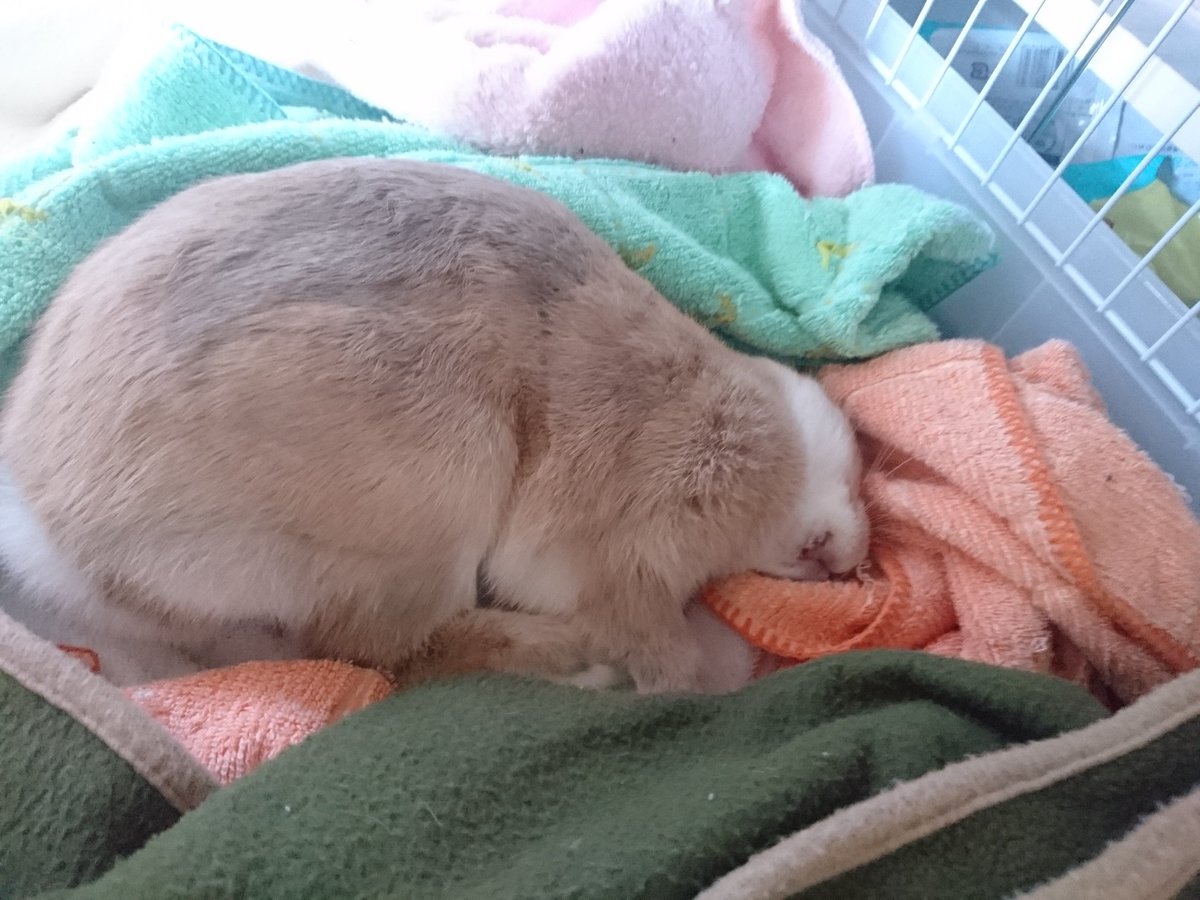 はすー ほんとうさぎ飼ってる人は 首曲がってる って思ったらすぐ病院行ってね 斜頸の進行は驚くほど早いし 治る確率も高くないらしいよ 発症直後 投薬治療1週間 首が90度曲がって立てない 投薬治療2週間 治療後2ヶ月でほぼもとに戻った