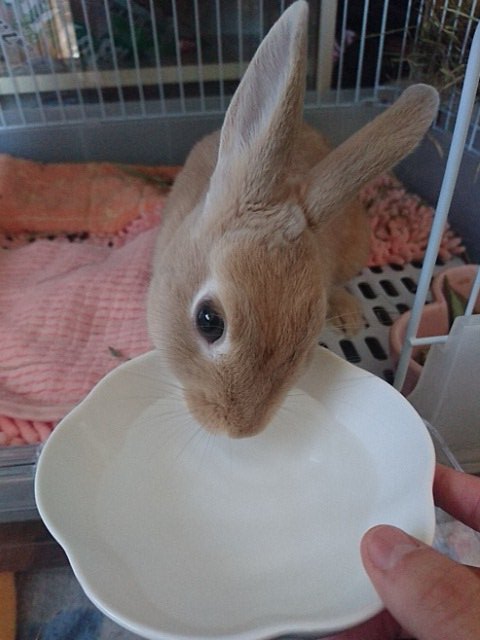 はすー ほんとうさぎ飼ってる人は 首曲がってる って思ったらすぐ病院行ってね 斜頸の進行は驚くほど早いし 治る確率も高くないらしいよ 発症直後 投薬治療1週間 首が90度曲がって立てない 投薬治療2週間 治療後2ヶ月でほぼもとに戻った