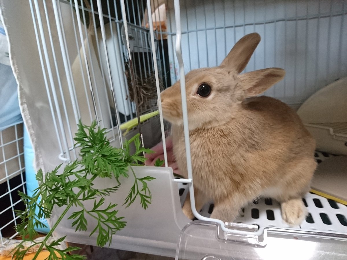 はすー ほんとうさぎ飼ってる人は 首曲がってる って思ったらすぐ病院行ってね 斜頸の進行は驚くほど早いし 治る確率も高くないらしいよ 発症直後 投薬治療1週間 首が90度曲がって立てない 投薬治療2週間 治療後2ヶ月でほぼもとに戻った