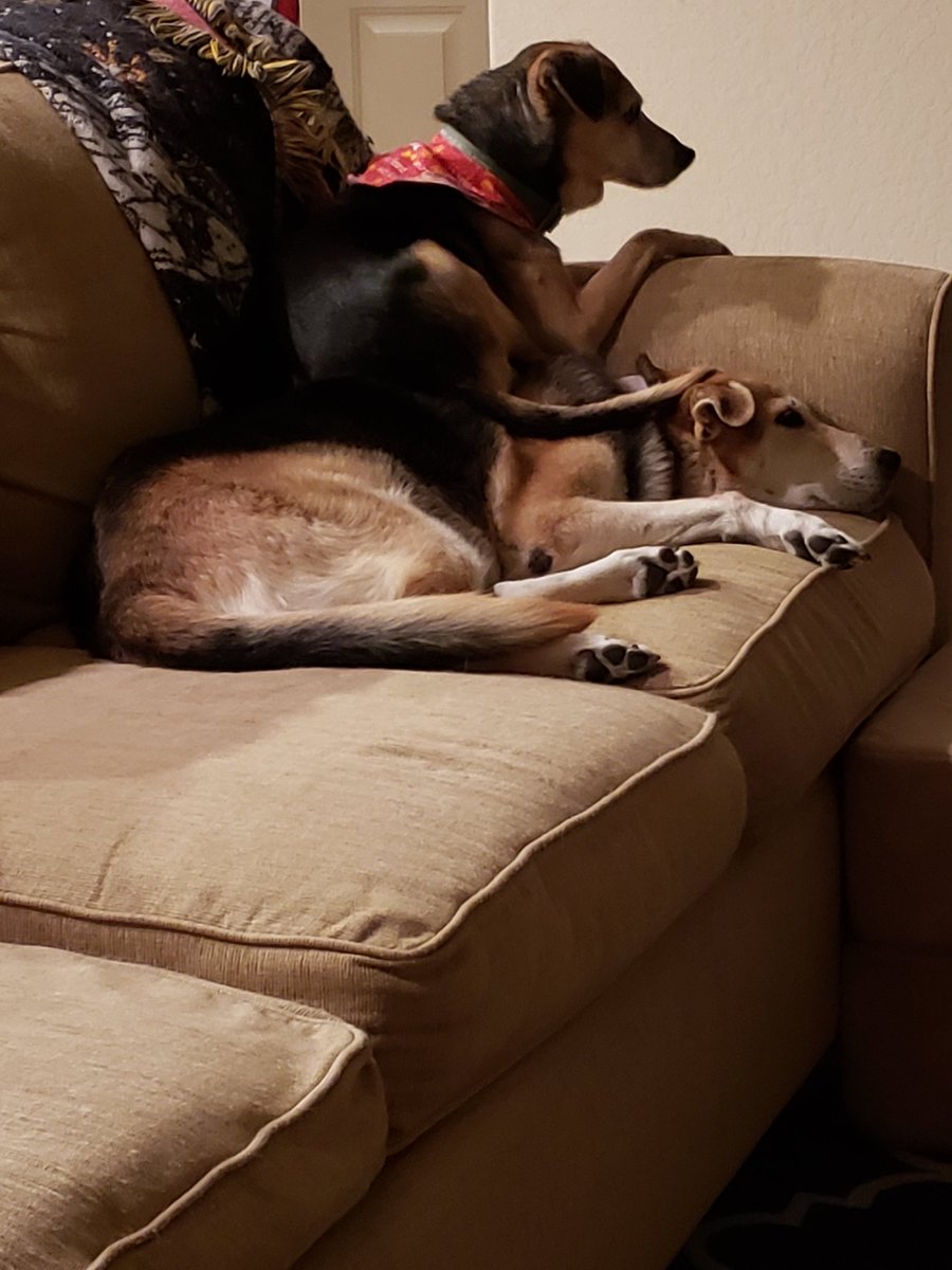 Pot314Dog's tweet photo. @SodaPup3 I guess it happens to us all! #BigBrother #LittleSister #DogsofTwitter https://t.co/7wf36V4SuX
