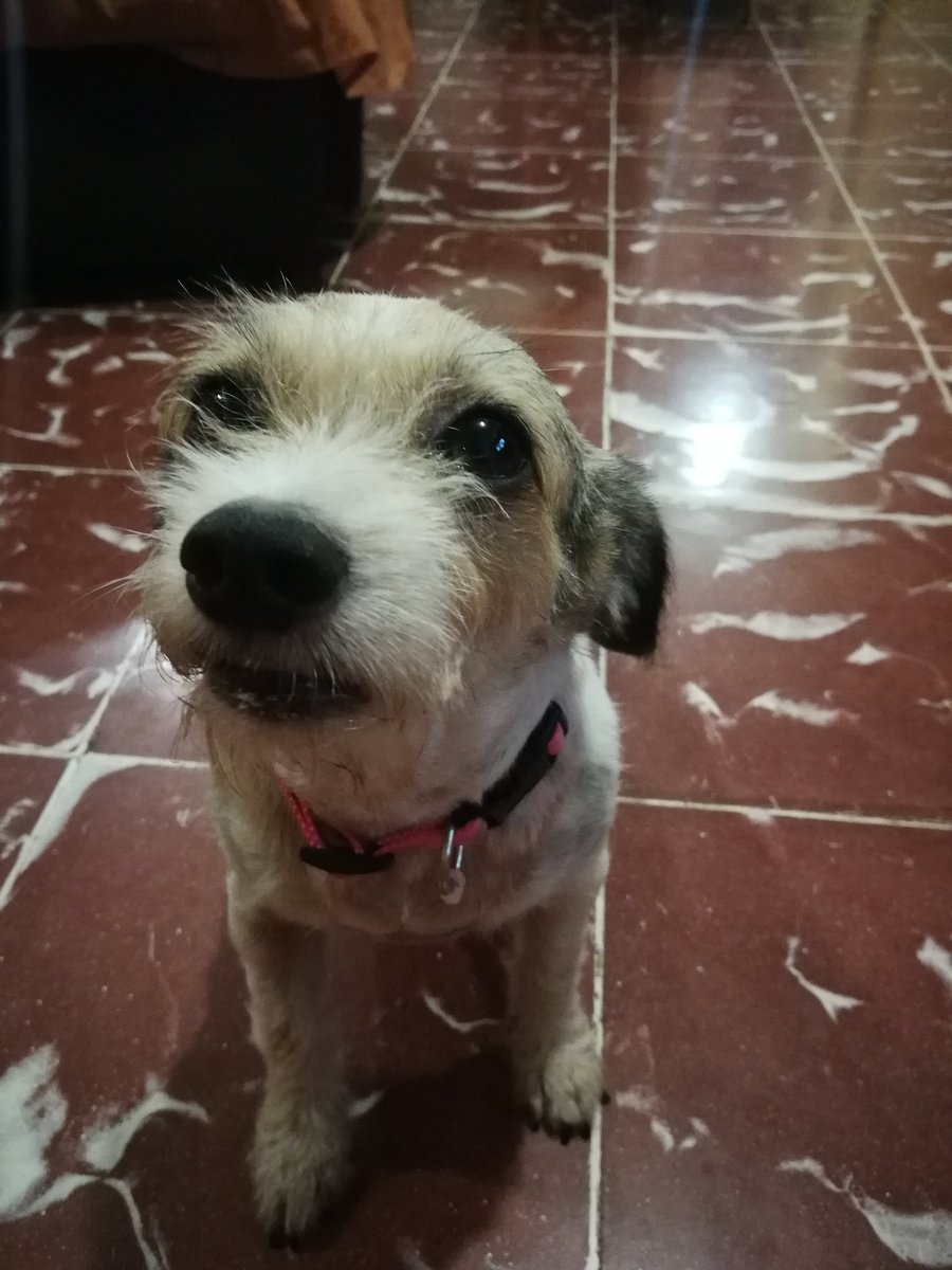 Nikizaher's tweet photo. Milú hermosa ❤️❤️❤️❤️ te amo hasta el cielo y más!!! https://t.co/5rpPBb50X7