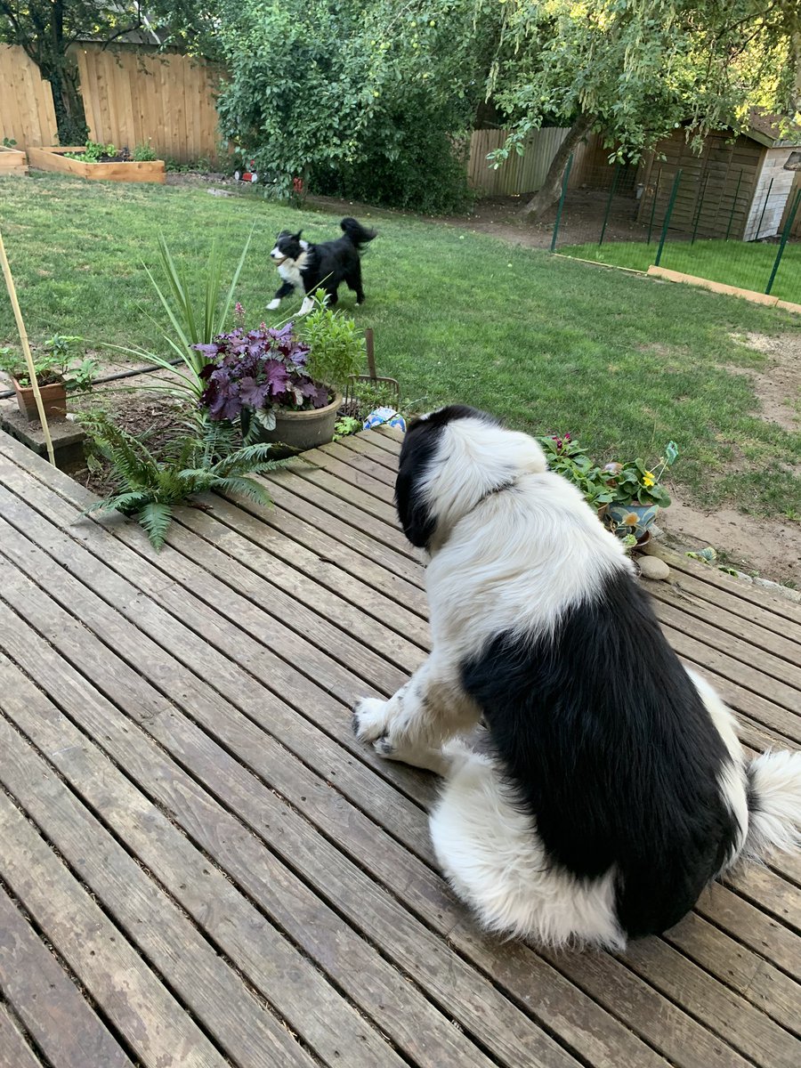 Seatrainer's tweet photo. I get tired watching the big “little” bro run around. Not sure how he can move so much. #AdventuresofMiloAndToby #dogsoftwitter #postivePost https://t.co/XhigXGqKUM