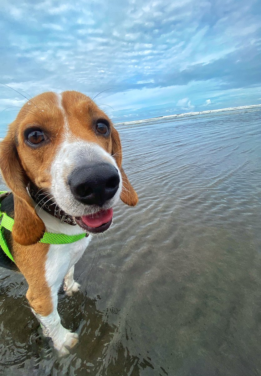 Bruno al fin conoció el mar y yo soy el más feliz porque le encantó 😍🙌🏽🌊