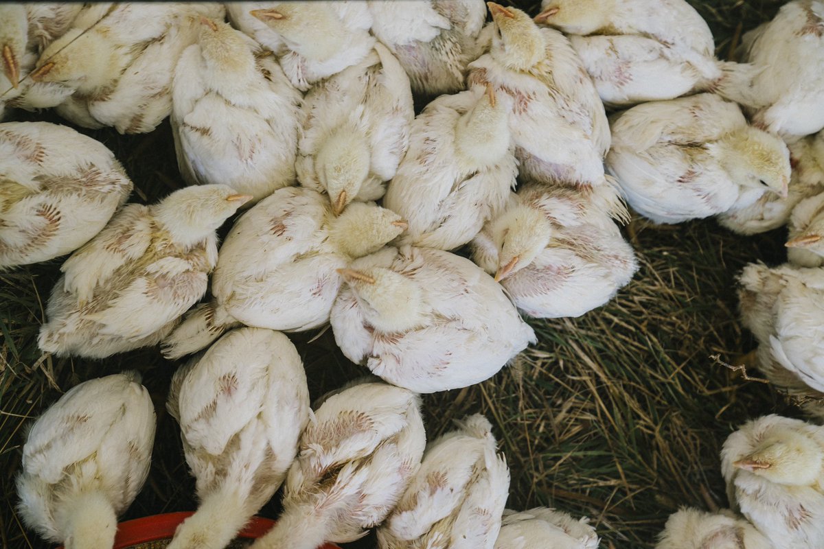 Don’t make fun of  @wkamaubell too much. Wrangling chickens is wayyy harder than you’d think.  @413Farmer just makes it look easy.  #unitedshades