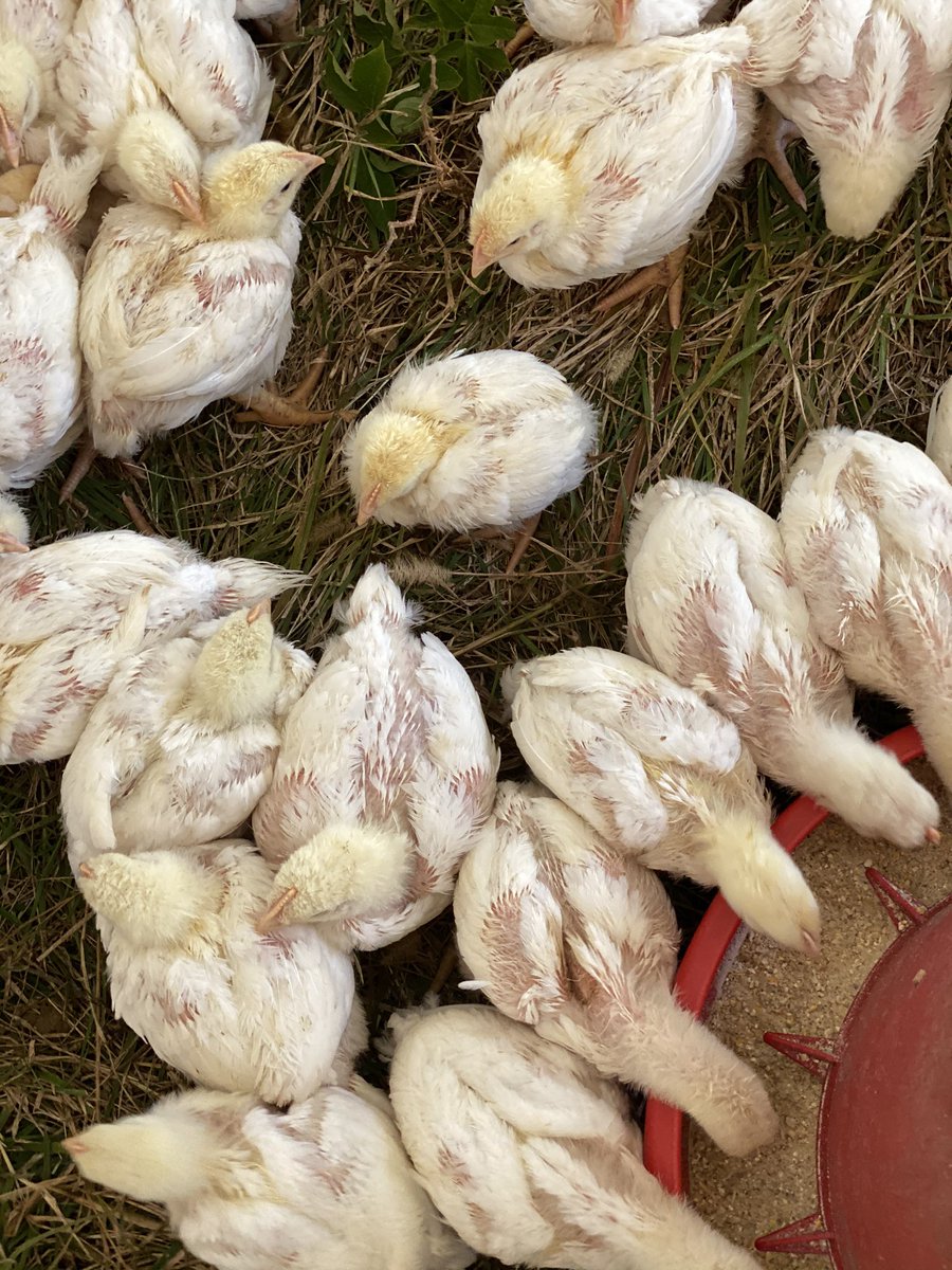 Don’t make fun of  @wkamaubell too much. Wrangling chickens is wayyy harder than you’d think.  @413Farmer just makes it look easy.  #unitedshades