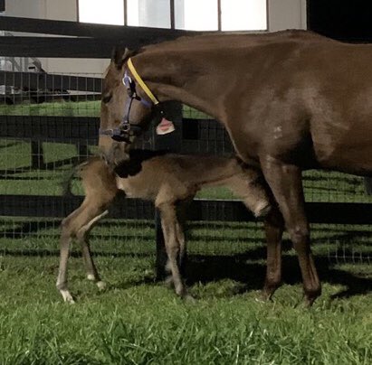 JLDangeloDuran's tweet photo. Nació la hija de MEDAGLIA D’ORO en la ganadora clásica venezolana🇻🇪 PIACENZA en @edinburghpark 🇦🇺Australia @hloscaracaros @StudSabana @SMBloofstock @jcfeijoo @FlyIRT

Recuerdan la travesía de PIACENZA:
Venezuela,Miami,Kentucky,Los Angeles,Melbourne hasta Edinburgh Park en Wingham https://t.co/hWFtA7GbRp