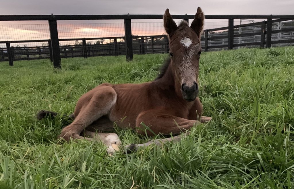 JLDangeloDuran's tweet photo. Nació la hija de MEDAGLIA D’ORO en la ganadora clásica venezolana🇻🇪 PIACENZA en @edinburghpark 🇦🇺Australia @hloscaracaros @StudSabana @SMBloofstock @jcfeijoo @FlyIRT

Recuerdan la travesía de PIACENZA:
Venezuela,Miami,Kentucky,Los Angeles,Melbourne hasta Edinburgh Park en Wingham https://t.co/hWFtA7GbRp