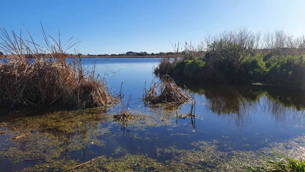 lakes380's tweet image. The @lakes380 team are out in the field again this week. This time in the Manawatu/Whanganui region. Today’s lake was Pukepuke Lagoon which is a dune lake and an important wetland habitat for nationally threatened birds. #cawthroninstitute #gnsscience #lakes #conservation