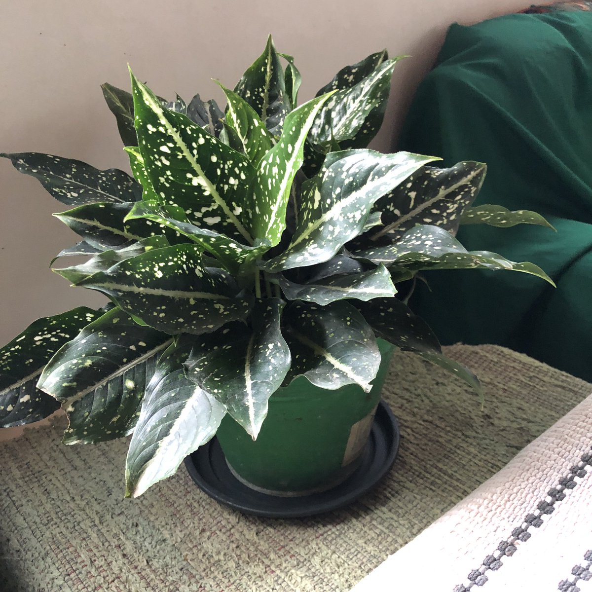 totallymamedeni's tweet photo. Mama’s plant project https://t.co/FDTYSRLouZ