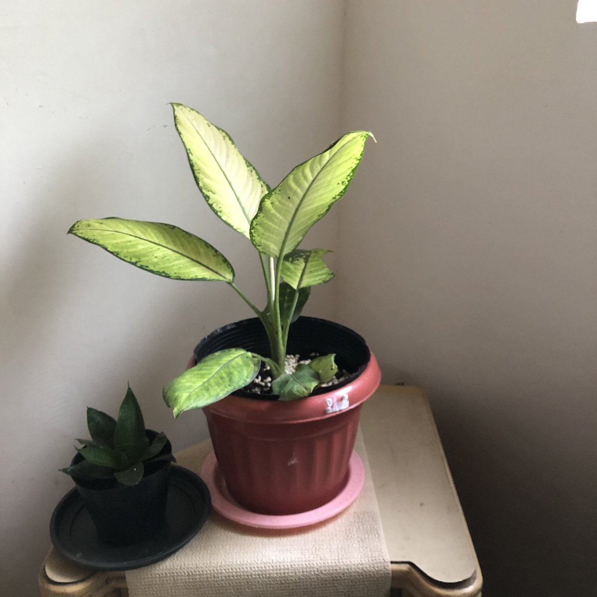 totallymamedeni's tweet photo. Mama’s plant project https://t.co/FDTYSRLouZ